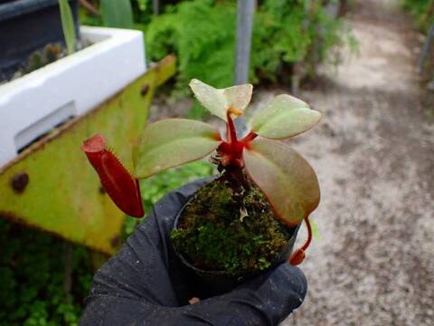 Y305 1-3 #BBB N. (truncata x peltata Y's) x xharryana Tambuyukon konan