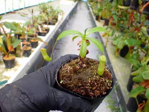 G791 5-3 N. ventricosa red (seedling) Y's