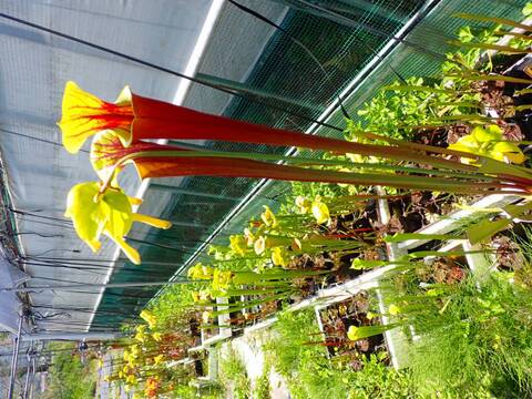 E256 S. flava var. rubricorpora ex Triffid Park CK