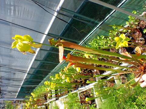 E168 S. flava var. cuprea F231 Botanique (BB) 20006 MK