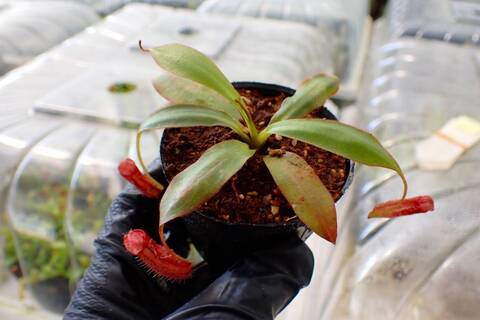 R443 5-1 [YA-162] N. attenboroughii philippines Expendition collection5 Victria Peak 1600m Y's Lab