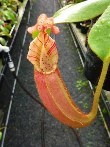 Nepenthes（ネペンテス/ウツボカズラ）の商品一覧 | Y's Exotics （山田食虫植物農園）