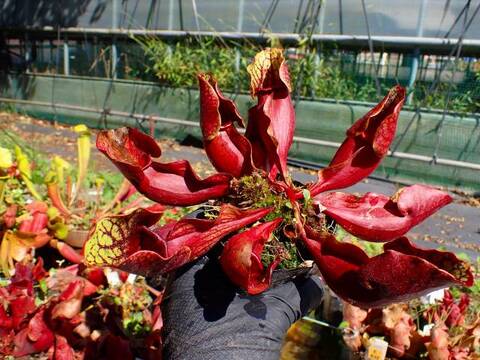 G647 S. purpurea ssp. venosa (seedling)