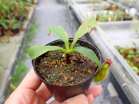 R362 5-1 N. bicalcarata Y's Lab
