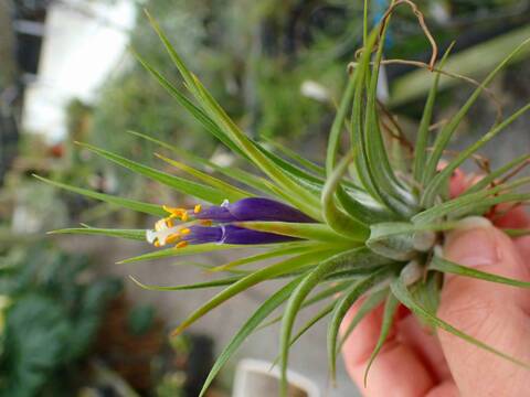 商品一覧 - Y's Exotics （山田食虫植物農園）