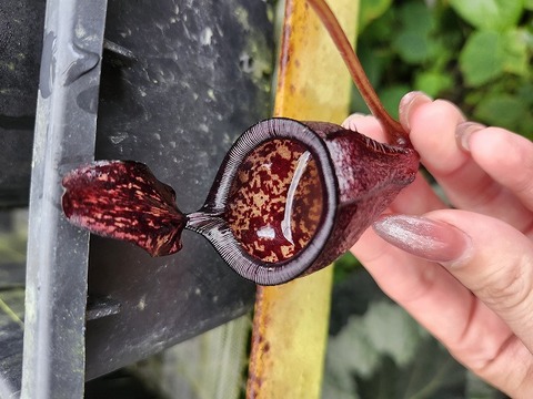 アンプラリア ブラック　squat　ネペンテス　ウツボカズラ　食虫植物 チャーム（ペット） （食虫植物）ウツボカズラ ネペンテス