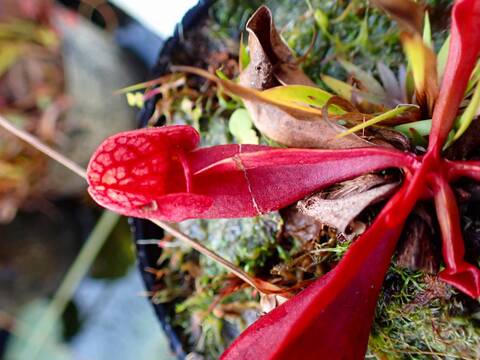 商品一覧 - Y's Exotics （山田食虫植物農園）