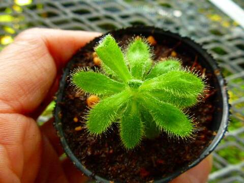 古き良き】D.ビオドロップ ビオパルコ三明 食虫植物 モウセンゴケ ドロセラ 花、園芸