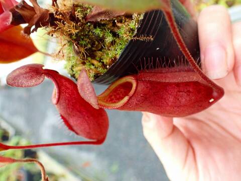 公式の #NNN xharryana x xkinabaluensis 食虫植物N. 食虫植物N. #NNN