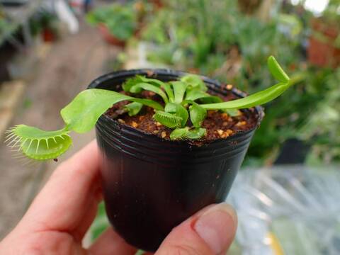 E571 3-2 Dionaea muscipula B52 Y's Lab