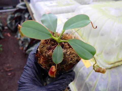 Nepenthes Hybrids（ネペンテス交配種）の商品一覧 | Y's Exotics