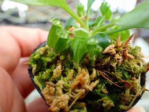 商品一覧 - Y's Exotics （山田食虫植物農園）