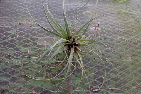 G819 3-1 T. extensa red form TI