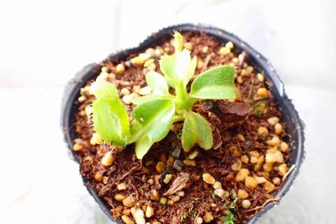 スズムシパイナップル 商品一覧 - Y's Exotics （山田食虫植物農園）