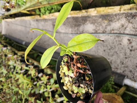 J605 1-2 N. rhombicaulis (Gunung Oangulubao)(rhomb) AW
