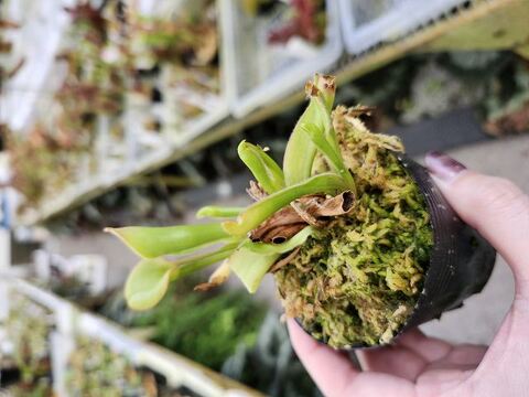 Heliamphora（ヘリアンフォラ）の商品一覧 | Y's Exotics （山田