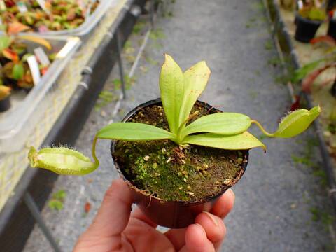 商品一覧 - Y's Exotics （山田食虫植物農園）