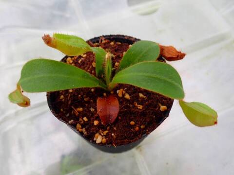 ティート　ネペン　teat ティート teat ネペン アッパー ティート ネペンアッパー