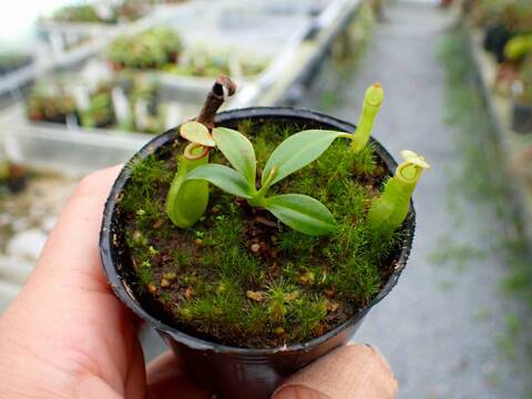 G809 5-1 N. bicalcarata Y's Lab
