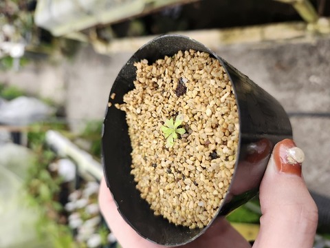 商品一覧 - Y's Exotics （山田食虫植物農園）