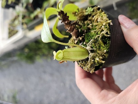 R324 5-1 N. ampullaria x villosa #NNN 