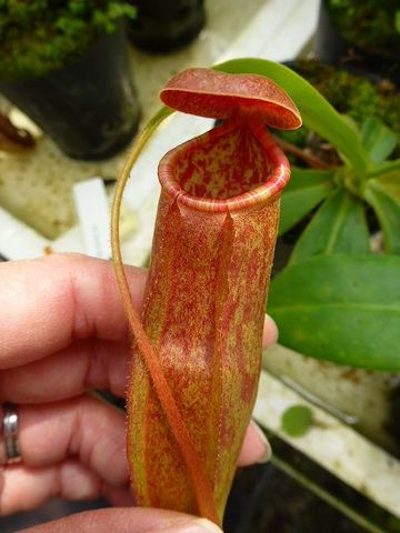 Nepenthes（ネペンテス/ウツボカズラ）の商品一覧 | Y's Exotics （山田食虫植物農園）