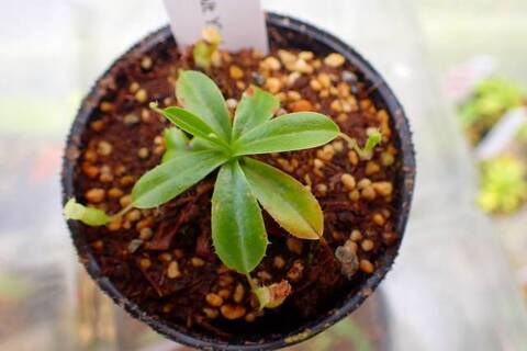 商品一覧 | Y's Exotics （山田食虫植物農園）