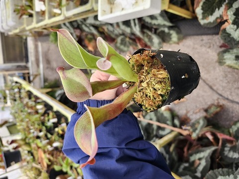 商品一覧 - Y's Exotics （山田食虫植物農園）