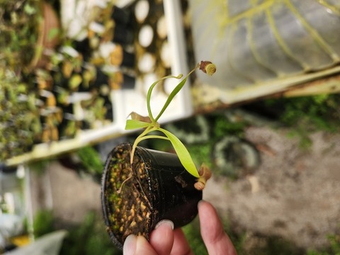商品一覧 - Y's Exotics （山田食虫植物農園）