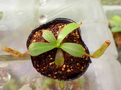 商品一覧 - Y's Exotics （山田食虫植物農園）