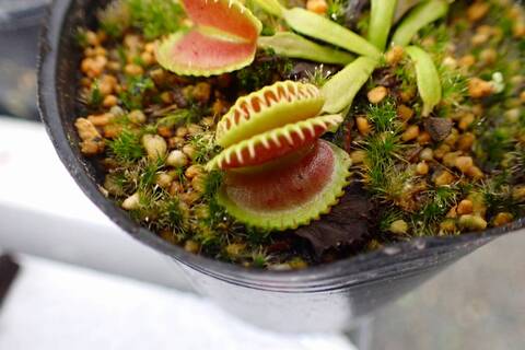 Catopsis morreniana giant form 食虫植物 漫活雨林Slowness Rainforest - Catopsis morreniana 'Giant