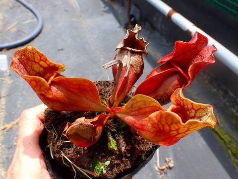 Y's Exotics （山田食虫植物農園）