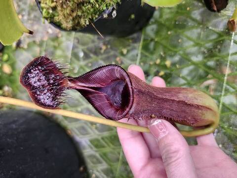 Nepenthes（ネペンテス/ウツボカズラ）の商品一覧 | Y's Exotics （山田食虫植物農園）