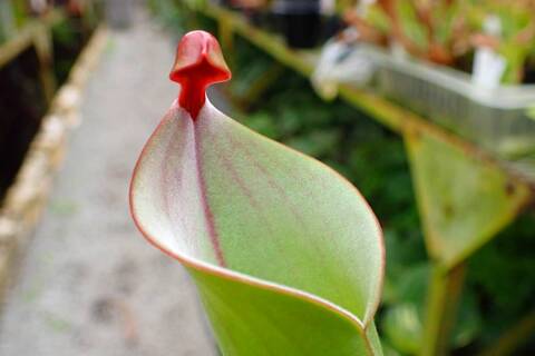 商品一覧 - Y's Exotics （山田食虫植物農園）