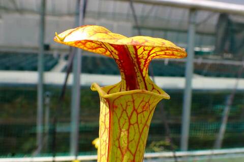 商品一覧 - Y's Exotics （山田食虫植物農園）