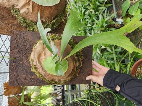 商品一覧 - Y's Exotics （山田食虫植物農園）