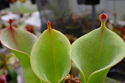 ヘリアンフォラ　Heliamphora 交配種 Heliamphora ヘリアンフォラ 交配種 Heliamphora