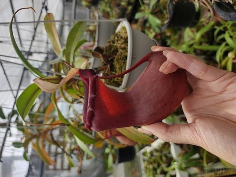 E595 1-2 N. ventricosa Quezon ‘姫神' #NNN 