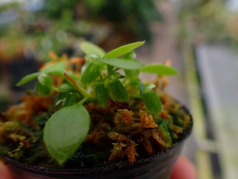 E614 3-1 [YA-30] Cephalotus follicularis Giant Y's Lab
