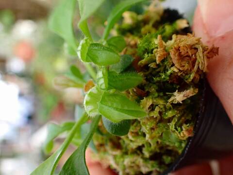 P209 3-2 [YA-30] Cephalotus follicularis Giant Y's Lab