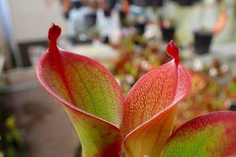 Heliamphora（ヘリアンフォラ）の商品一覧 | Y's Exotics （山田