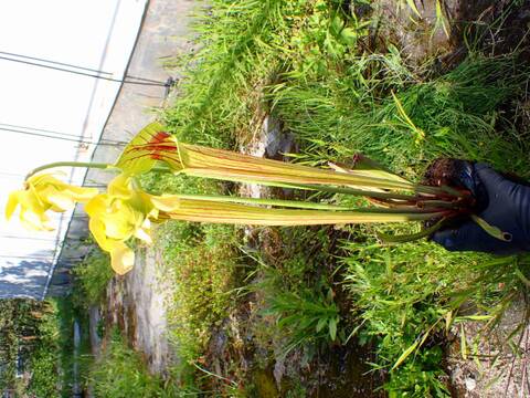 商品一覧 - Y's Exotics （山田食虫植物農園）