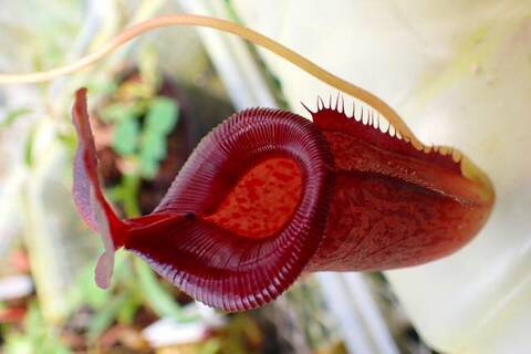 ゆうゆうネペンテス・ミランダ Nepenthes（ネペンテス/ウツボカズラ）の商品一覧 | Y's Exotics
