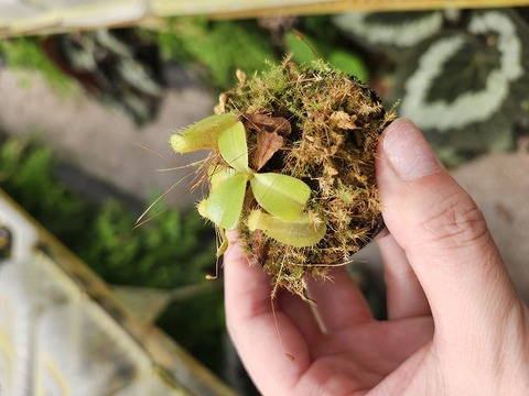 E207 1-4 N. adrianii NE-141 MT  x truncata highland red Y's 