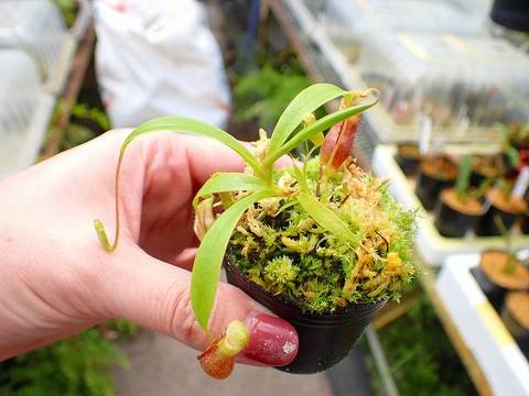 Nepenthes（ネペンテス/ウツボカズラ）の商品一覧 | Y's Exotics （山田食虫植物農園）