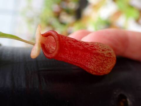 Y250 5-3 N. ventricosa Mt, Mayon konan