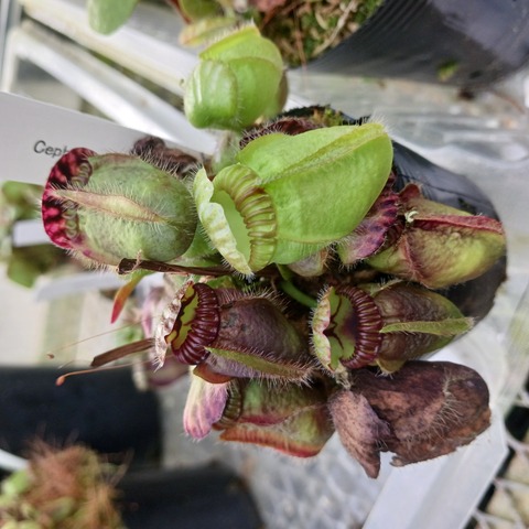 食虫植物N. xtrusmadensis AW clone:3 Y302 1-2 N. xtrusmadiensis EP | Y's Exotics （山田食虫植物農園）