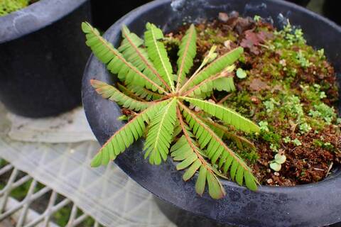 未分類の商品一覧 | Y's Exotics （山田食虫植物農園）