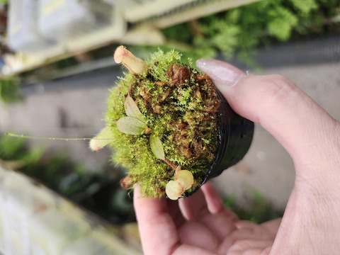 ゆうゆうネペンテス・ミランダ Nepenthes(ネペンテス/ウツボカズラ)の商品一覧 | Y's Exotics