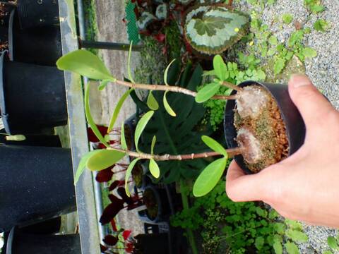 P417 3-2 Hydnophytum formicarum CK